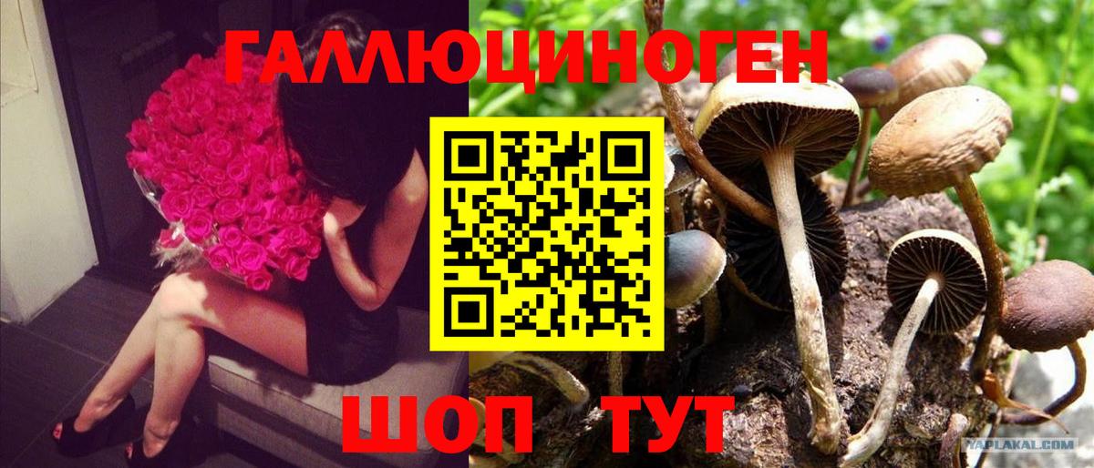 Димитровград  Галлюциногенные грибы мухоморы  Вход с VPN 